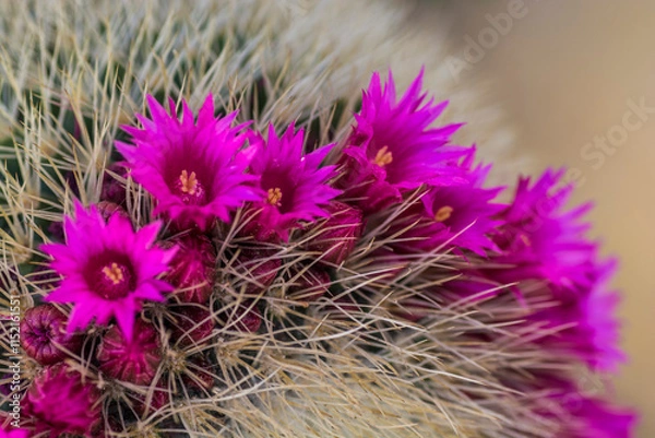 Obraz flowery cactus
