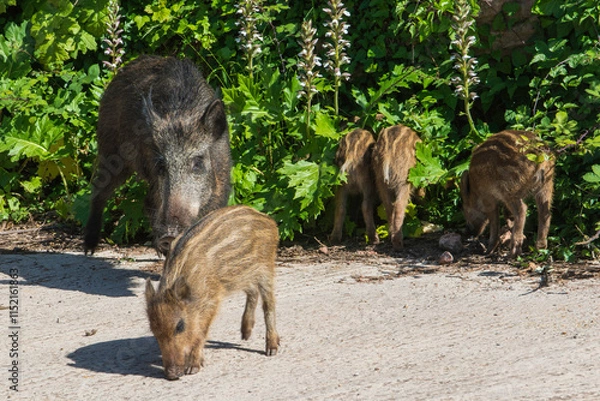 Obraz wild boar