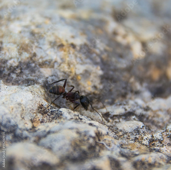 Obraz ant walking on a rock