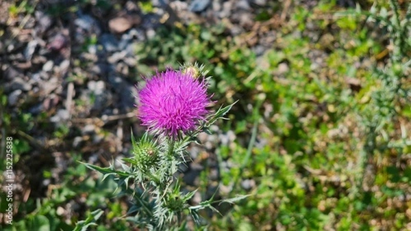 Fototapeta A beautiful flower stands proudly, its petals gracefully unfurled in a stunning display of nature's artistry. The vibrant colors of the flower—be it red, pink, yellow, or purple—capture the eye and ev