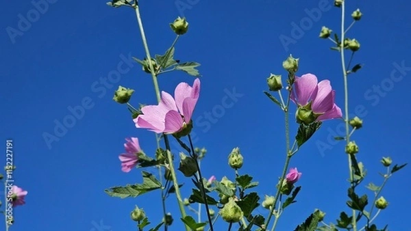Fototapeta A pink flower captivates the eye with its delicate and graceful petals, each one a soft shade of pink that exudes elegance and charm. The flower's vibrant color stands out against the lush green folia