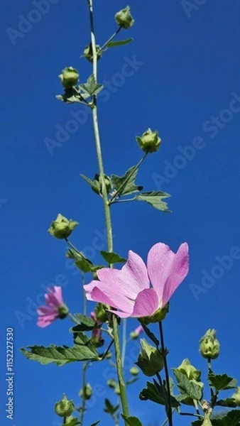 Fototapeta A pink flower captivates the eye with its delicate and graceful petals, each one a soft shade of pink that exudes elegance and charm. The flower's vibrant color stands out against the lush green folia