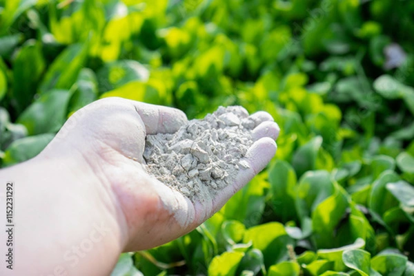 Fototapeta Hand holding rock dust for fertilizing and improving soil in a vegetable garden