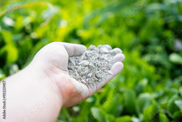 Fototapeta Hand holding rock dust for fertilizing and improving soil in a vegetable garden