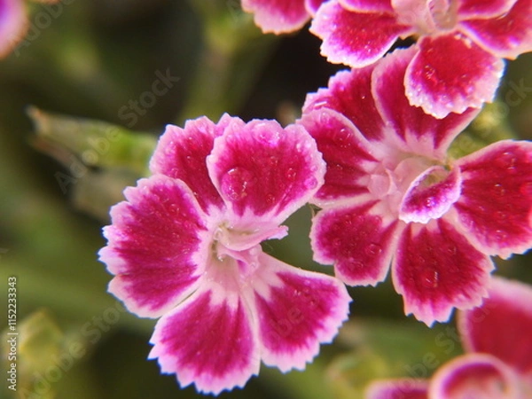 Obraz goździk pokryty kroplami rosy