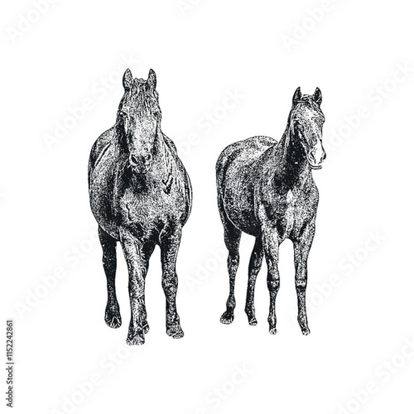 Fototapeta Vintage Retro Horses isolated on White Background. Distressed, hand drawn, grunge style. Vector Illustration.