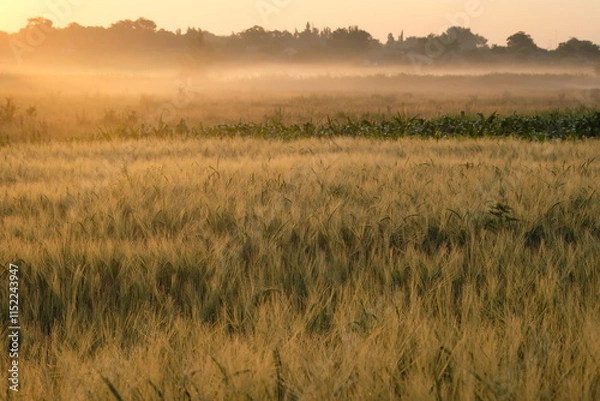 Fototapeta Wheat field covered in fog in the morning light.