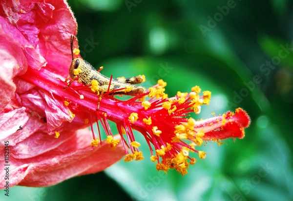 Obraz Little grasshopper on red flower