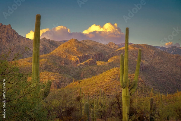 Fototapeta A tranquil view of a desert environment featuring tall Saguaro cacti, rugged mountains, and a golden sunset enhancing the atmosphere.
