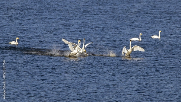 Obraz Conflict of a group of swans on the lake. Relationships in the flock of whooper swans (Cygnus cygnus).