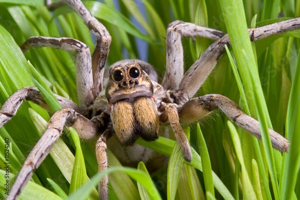 Obraz Wolf Spider na trawie