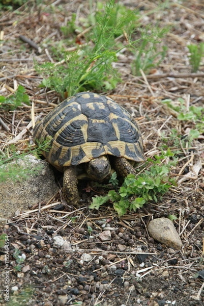 Obraz Tortue de Corse