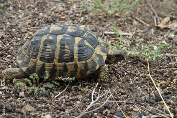 Obraz Tortue de Corse