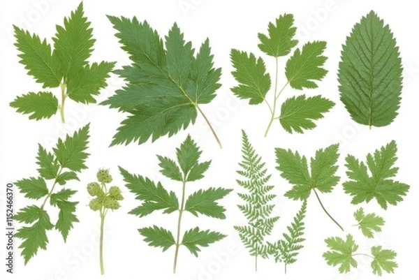 Fototapeta Strawberry with a green leaf set against a white background