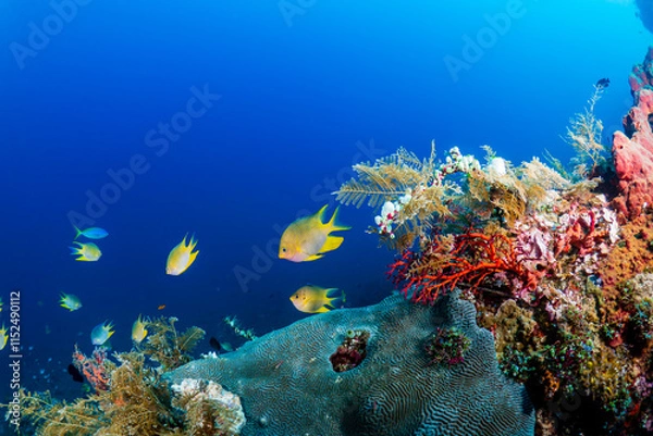 Obraz Colorful tropical fish on a healthy tropical coral reef system in Indonesia