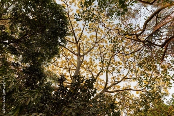 Fototapeta Copa da arvore guapuruvu