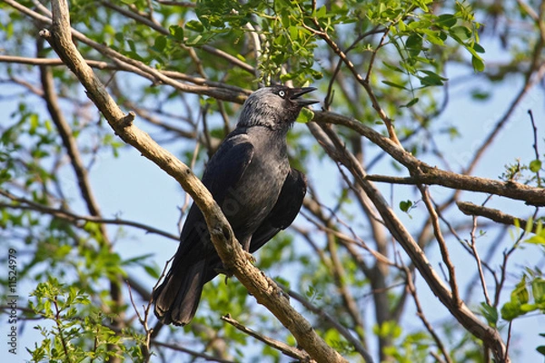 Obraz Dohle  auf dem Baum