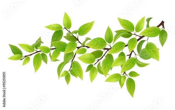 Fototapeta Tree branch with green leaves. Detailed vector plant, isolated on white background.