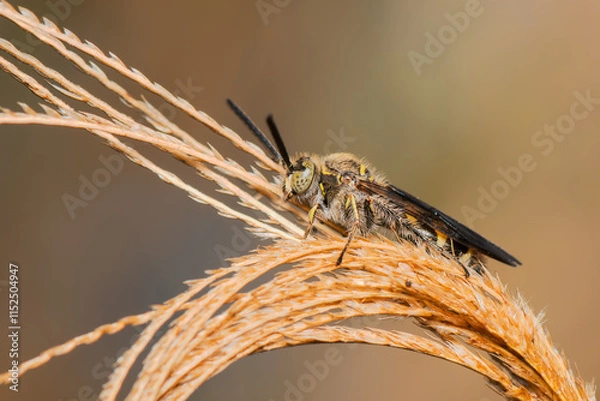 Fototapeta Vespa Escoliídea