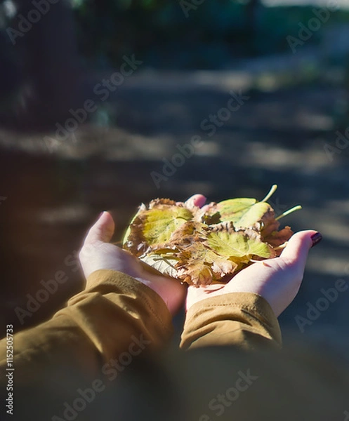 Obraz A serene image of hands offering a collection of yellow and brown autumn leaves. 