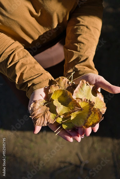 Obraz Hands Full of Dry Autumn Leaves