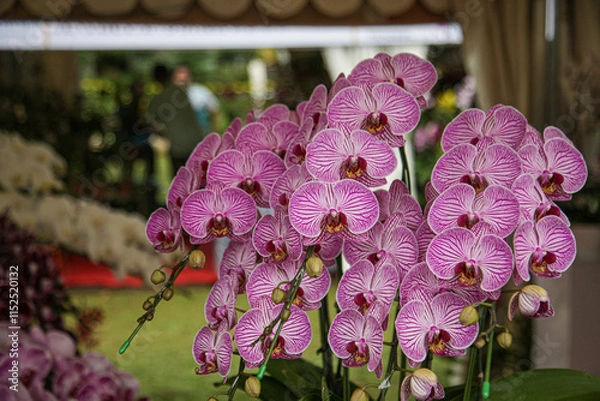Obraz Orchids in the garden