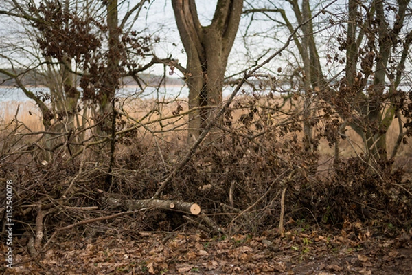 Fototapeta Cut trees and branches and dry leaves left untidy at the lake in a mess