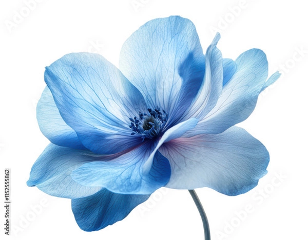 Obraz Delicate blue flower with soft petals, intricate veins, and vibrant hues, natural floral beauty, elegant botanical artwork isolated on transparent background