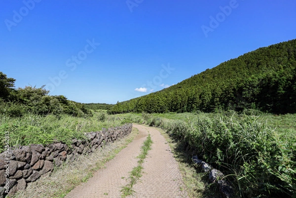 Obraz 나무 사이로 지나가는 숲 길 제주 제주시 조천읍 선흘리 거문오름