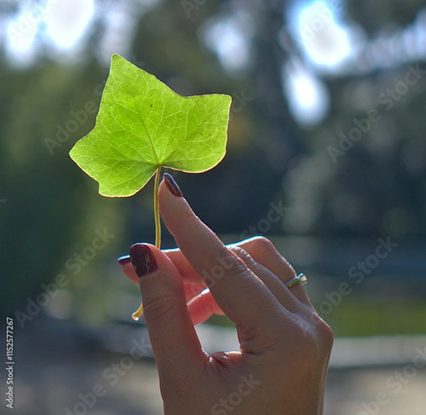 Obraz A close-up view of a single green leaf held between two fingers against a sunlit background.