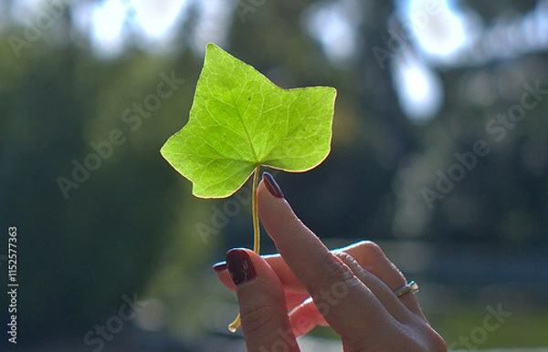 Obraz Holding Green Leaf with Sunlit Background