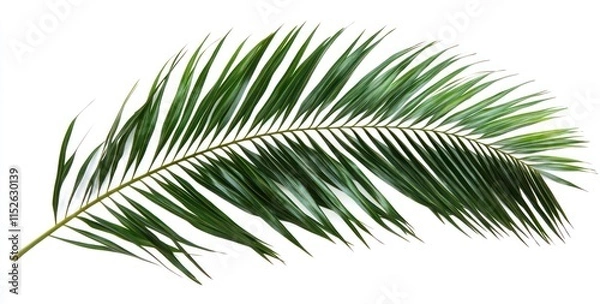 Fototapeta Single green palm frond isolated on white background. (1)