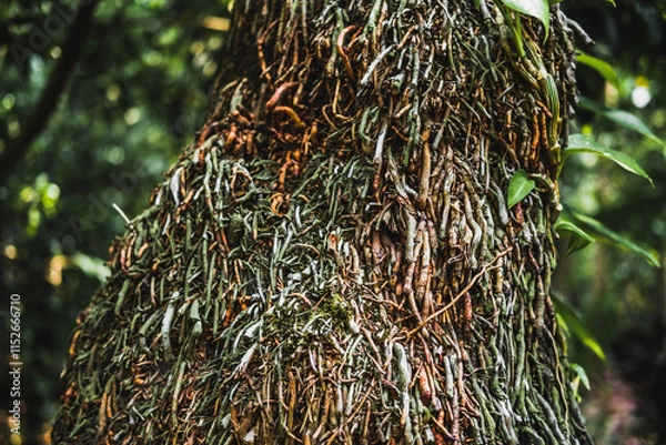 Fototapeta Close-up of a tree with intricate textured bark in a tropical forest