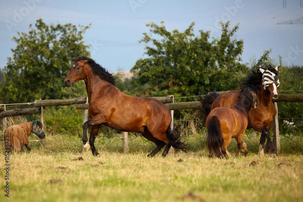 Obraz Kämpfende Pferde