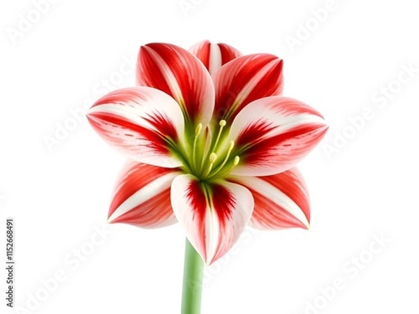 Obraz red lily isolated on white background