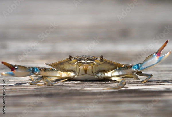 Obraz Blue Crab