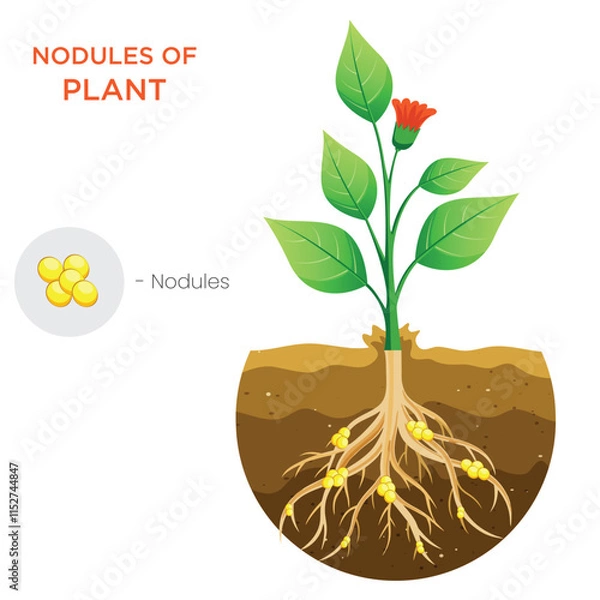 Fototapeta Illustration of Plant Nodules Nitrogen Fixation for Soil Enrichment