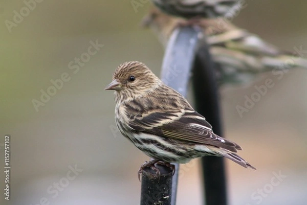Obraz Pine Siskin