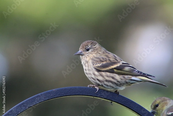 Obraz Pine Siskin