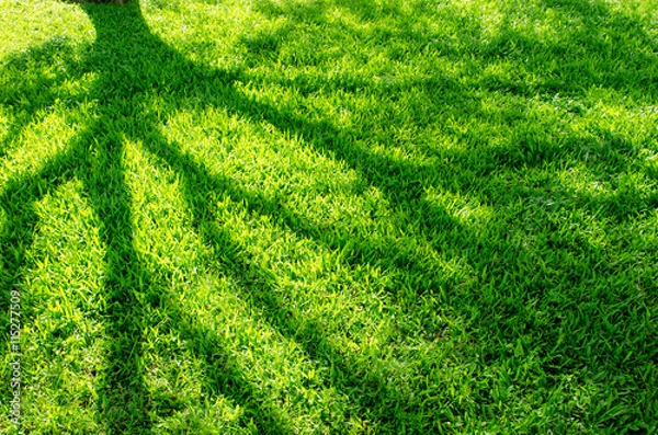 Fototapeta Tree shadow on grass