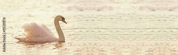 Obraz Piękny sztandar łabędź