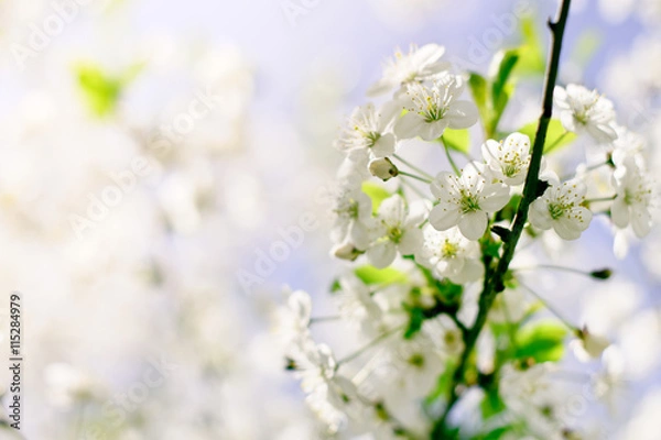 Fototapeta Closeup Spring Blossoming Tree