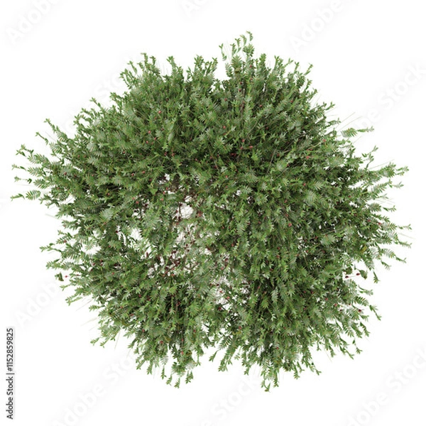 Obraz Myrtle plants isolated on transparent Canvas from the top view