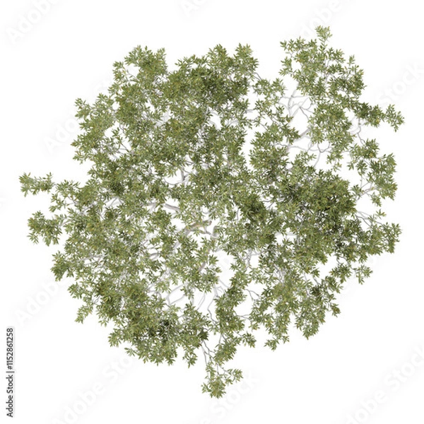 Obraz collection of Acacia Tree with realistic style from top view