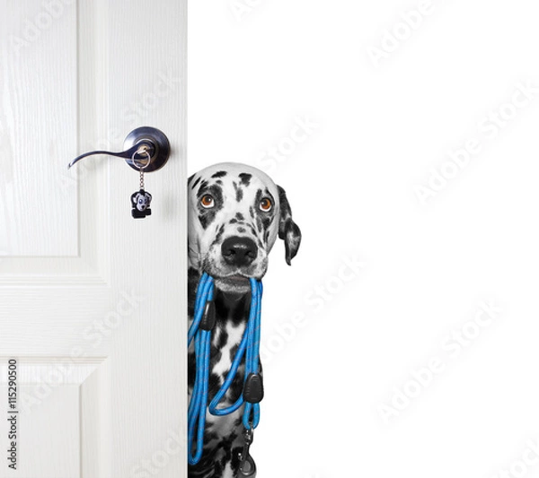 Fototapeta Dog with a leash peeks out from behind the door