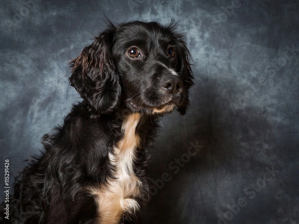 Obraz Cocker Spaniel Puppy