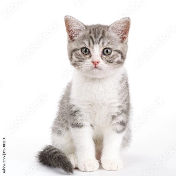 Fototapeta Gray kitten sitting on white background and looks directly. 