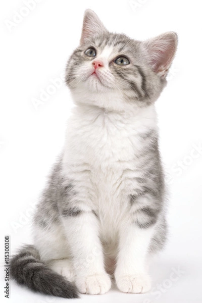 Obraz Gray kitten sitting on white background and looking to the side.