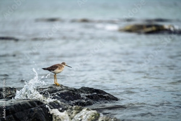 Fototapeta Sandpiper on Rocky Shore in Victoria, BC