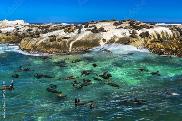 Fototapeta Republika Południowej Afryki. Duiker Island (Seal Island) w pobliżu Hout Bay (Cape Peninsula, Cape Town). Kolonia fok przylądkowych (Arctocephalus pusillus, znana również jako foka brunatna)